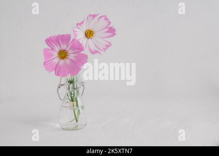 light pink Cosmos flowers isolated on white background. Stock Photo