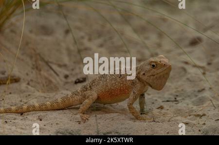 Chameleon on light orange sand floor in autumn fresh hot day Stock Photo