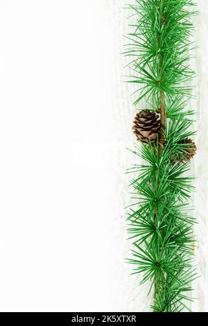 Cedrus deodara branch isolated on  background Stock Photo