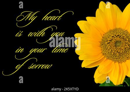 A sunflower in a  vase on a black background. Stock Photo
