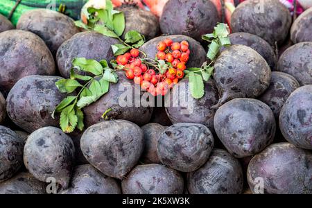 Bunches of mountain ash lie on fresh organic beet. Harvested a fresh organic beet Stock Photo