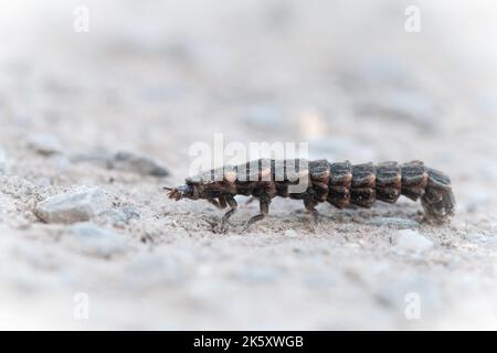 The glow worm (Lampyris noctiluca) runs across a footpath at Ham Wall nature reserve in Somerset Stock Photo