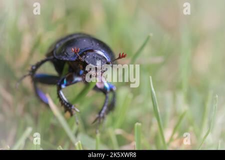 Close up headshot of a dor beetle (Geotrupes stercorarius) climbing through the grass on an Exmoor moorland near to Selworthy, West Somerset Stock Photo