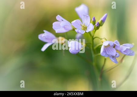 The delicate purple and white flowers of the ladys smock (Cardamine pratensis) grow in Exmoor at Haddon Hill Stock Photo