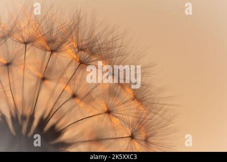 Dandelion seed head close up with the sun setting behind Stock Photo