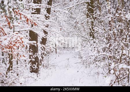 Beautiful forest covered with snow. Path in the snowy forest Stock Photo