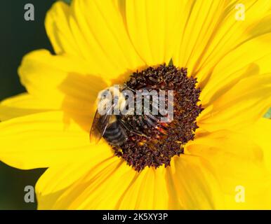 A pollinating Bumblebee on a yellow Sunflower with good disc floret details. Stock Photo