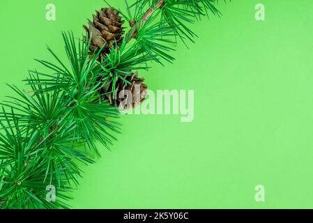 Cedrus deodara branch isolated on  background Stock Photo