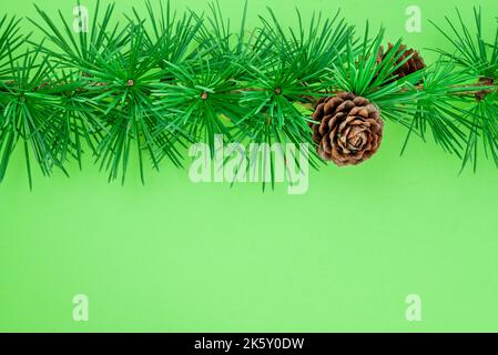 Cedrus deodara branch isolated on  background Stock Photo