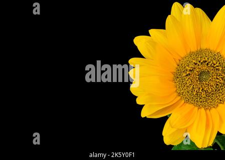 A sunflower in a  vase on a black background. Stock Photo