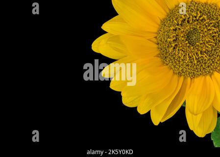 A sunflower in a  vase on a black background. Stock Photo