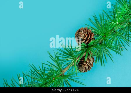Cedrus deodara branch isolated on  background Stock Photo