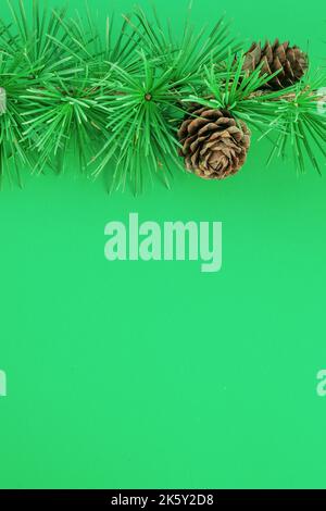 Cedrus deodara branch isolated on  background Stock Photo