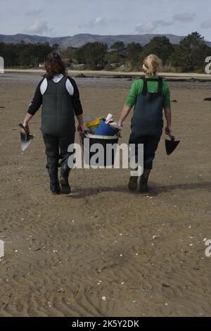 Two shellfish gatherers collect their work tools on a beach in Boiro ...