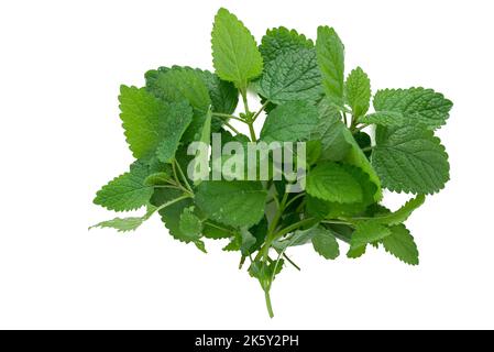 Lemon Balm (herb) tied in a bunch on white backgriound Stock Photo