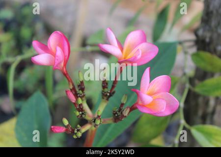 Selective focus view of beautiful red frangipani flowers in garden on blurred background. Its scientific name is Plumeria rubra. Stock Photo