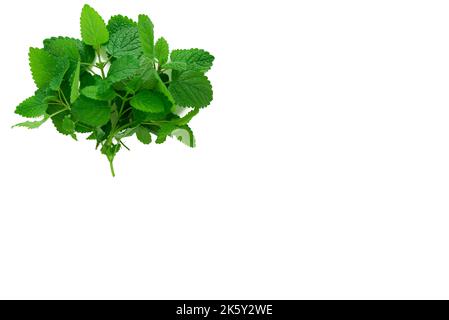 Lemon Balm (herb) tied in a bunch on white backgriound Stock Photo