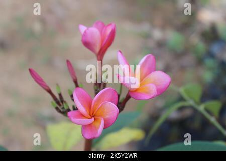 Selective focus view of beautiful red frangipani flowers in garden on blurred background. Its scientific name is Plumeria rubra. Stock Photo