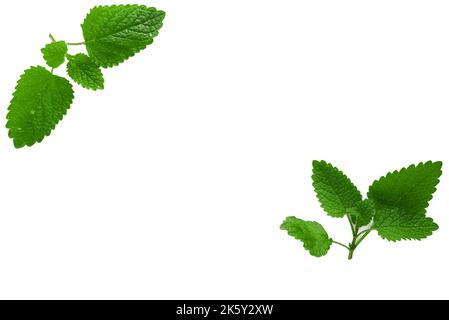 Lemon Balm (herb) tied in a bunch on white backgriound Stock Photo