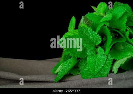 Lemon Balm (herb) tied in a bunch on white backgriound Stock Photo