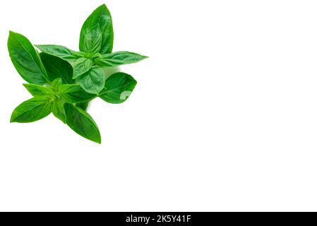 Mediterranean diet: fresh basil on dark background Stock Photo