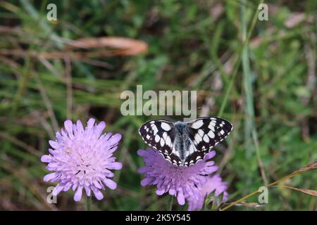 Schachbrett oder Damenbrett (Melanargia galathea) auf Acker-Witwenblume (Knautia arvensis, Syn. Scabiosa arvensis), Naturschutzgebiet Kuttenberg, Nord Stock Photo