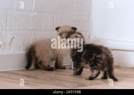 Two different kittens are standing on the floor near the wall and looking away. There is a cloth mouse toy on the floor Stock Photo