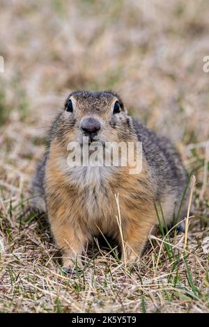 A closeup of a cute speckled ground squirrel standing on the ground with dried grass Stock Photo