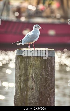 Seagull on pole in Harbor. High quality photo Stock Photo