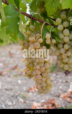 Wine production on Cyprus, ripe white wine grapes ready for harvest Stock Photo