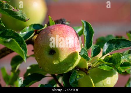 Brunch of apple tree with many apple fruits in orchard close up after rain Stock Photo
