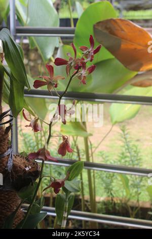 Defocused photo of beautiful Dendrobium Sampran Red Orchids Flower blooming in the garden. Stock Photo