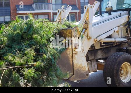 Tractor remove broken branches from trees after hurricane Stock Photo