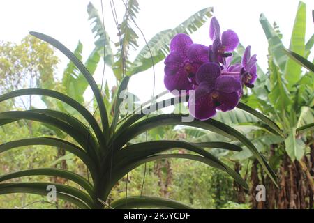 Selective focus of beautiful Vanda pure wax blue 'PLE' orchid flowers in the garden. Blurred background. Blue Vanda orchid. Stock Photo