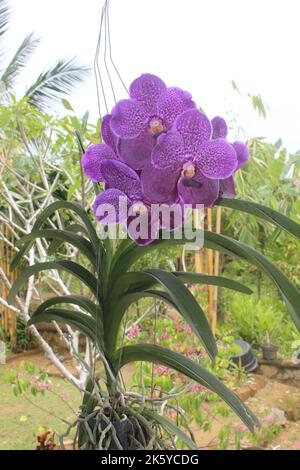 Selective focus of beautiful Vanda pure wax blue 'PLE' orchid flowers in the garden. Blurred background. Blue Vanda orchid. Stock Photo