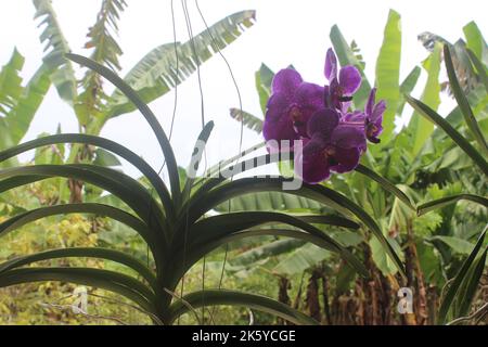 Selective focus of beautiful Vanda pure wax blue 'PLE' orchid flowers in the garden. Blurred background. Blue Vanda orchid. Stock Photo