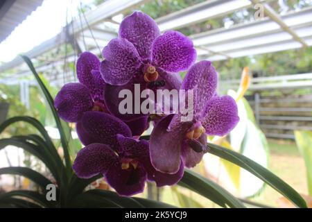 Selective focus of beautiful Vanda pure wax blue 'PLE' orchid flowers in the garden. Blurred background. Blue Vanda orchid. Stock Photo