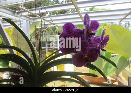 Selective focus of beautiful Vanda pure wax blue 'PLE' orchid flowers in the garden. Blurred background. Blue Vanda orchid. Stock Photo