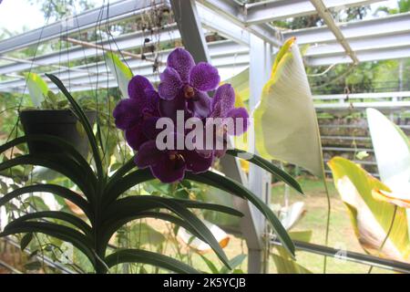 Selective focus of beautiful Vanda pure wax blue 'PLE' orchid flowers in the garden. Blurred background. Blue Vanda orchid. Stock Photo