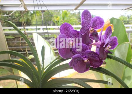 Selective focus of beautiful Vanda pure wax blue 'PLE' orchid flowers in the garden. Blurred background. Blue Vanda orchid. Stock Photo