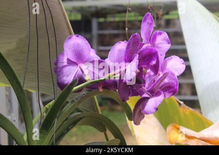 Selective focus of beautiful Vanda pure wax blue 'PLE' orchid flowers in the garden. Blurred background. Blue Vanda orchid. Stock Photo