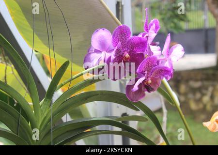 Selective focus of beautiful Vanda pure wax blue 'PLE' orchid flowers in the garden. Blurred background. Blue Vanda orchid. Stock Photo