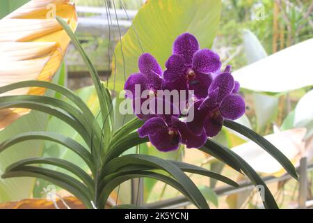 Selective focus of beautiful Vanda pure wax blue 'PLE' orchid flowers in the garden. Blurred background. Blue Vanda orchid. Stock Photo