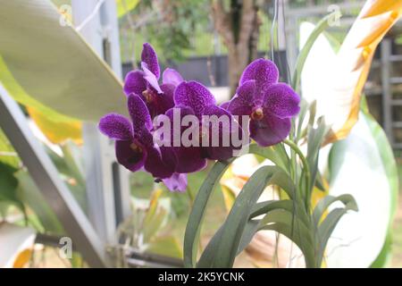 Selective focus of beautiful Vanda pure wax blue 'PLE' orchid flowers in the garden. Blurred background. Blue Vanda orchid. Stock Photo