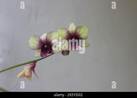 Selective focus of Dendrobium bigibbum orchid flower commonly known as Cooktown Orchid or Mauve Butterfly Orchid or Lilac Purple Orchid in garden. Stock Photo