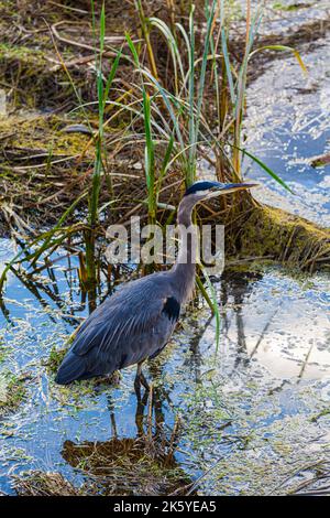 Great Blue Heron looking for food along the Steveston waterfront in British Columbia Canada Stock Photo