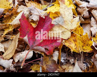 Red maple leaf laying on the ground Quebec,Canada Stock Photo