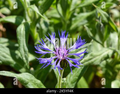 Corn Silk Flower Stock Photo