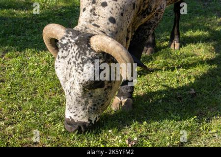 Zebu, Bos primigenius indicus, grazing on a meadow Stock Photo