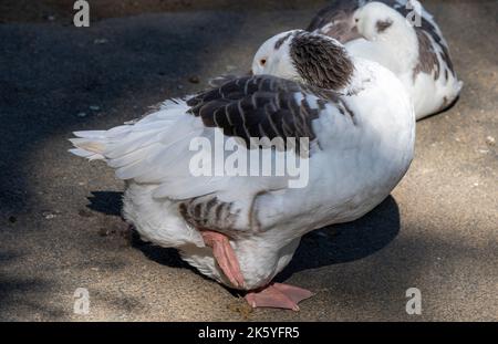 Close -up of a Domestic goose sp. (Domestic type) Anser sp. (Domestic type) at Featherdale Wildlife Park in Sydney, New South Wales, Australia. (Photo Stock Photo